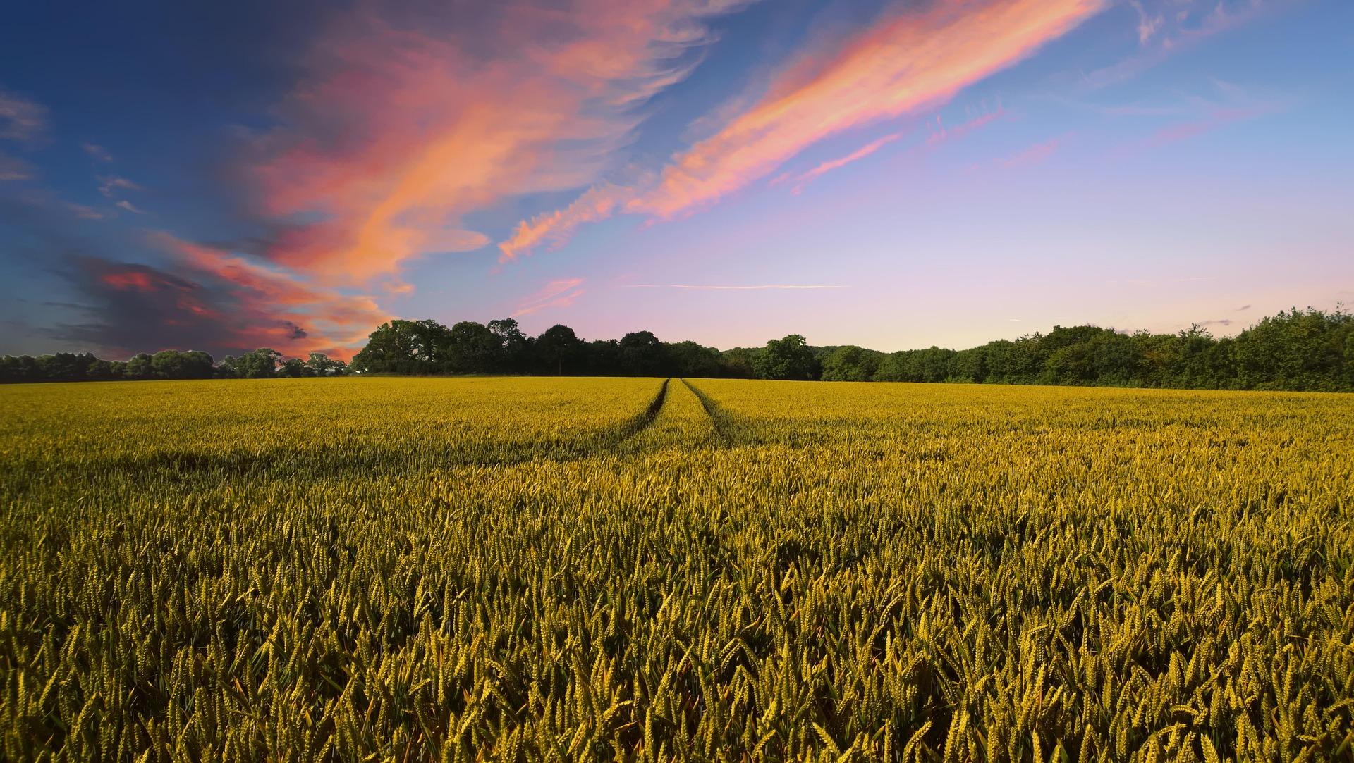 Green agricultural fields stretching toward the horizon