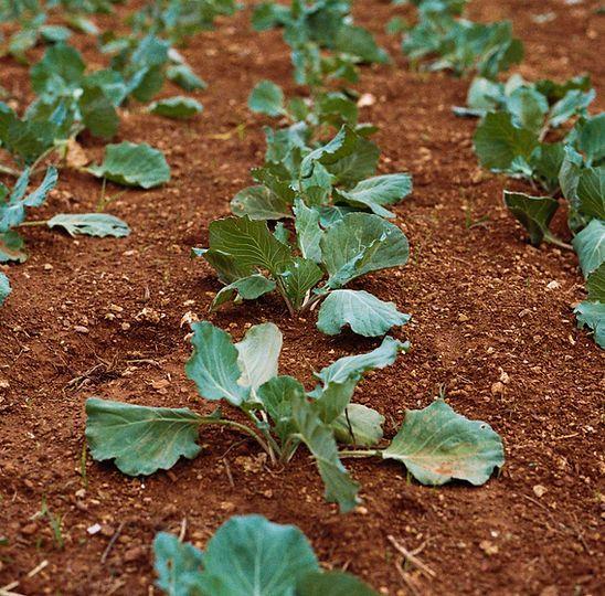 Fresh fruits and vegetables used for the ProGreen specialty crop program