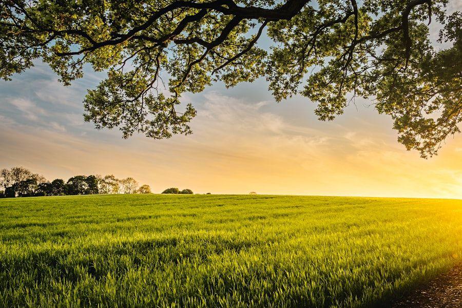 Broad crop field used for nutrient efficiency planning