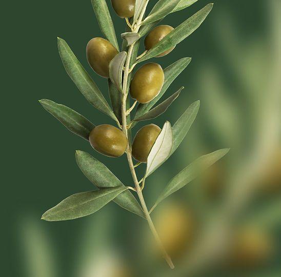 Olive trees in cultivated agricultural land