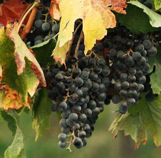 Grape cluster used for the ProGreen vineyard program