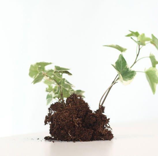 Growing alfalfa plant used for the ProGreen alfalfa program