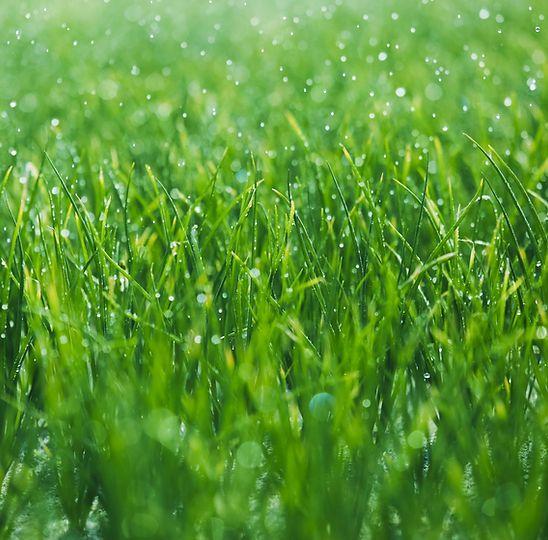 Dew-covered grass used for the ProGreen grass and turf program