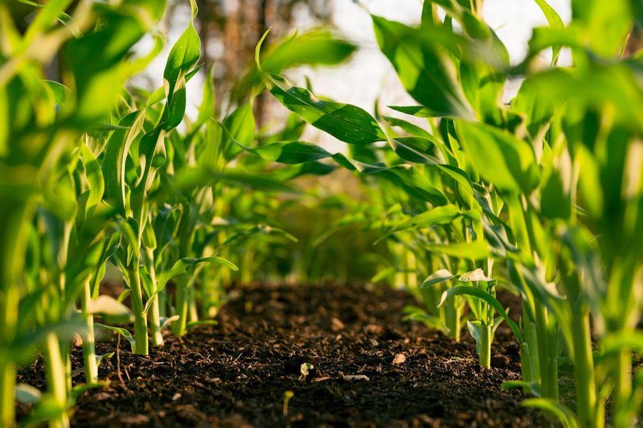 Green crop leaves showing plant health context
