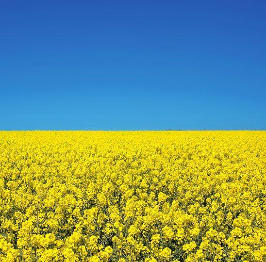 Yellow canola flowers used for the ProGreen canola program